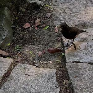 欧美乱伦动态视频
